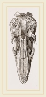 Skull of Short-tailed Manis