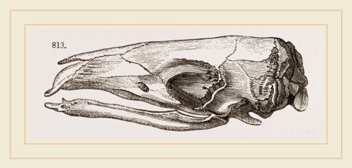 Skull of Short-tailed Manis