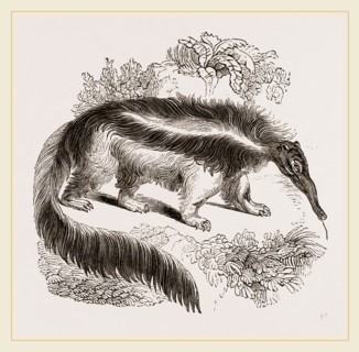 Great Ant-eater