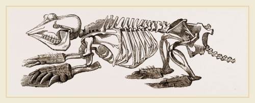 Skeleton of Pichiciago