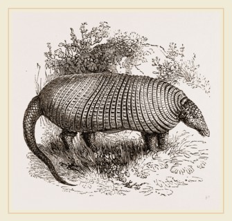The Great Armadillo