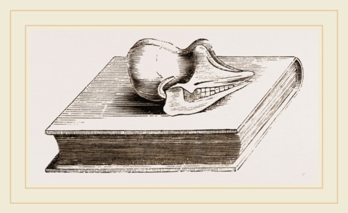 Skull of Pichiciago