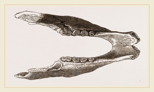 Lower Jaw of Mylodon