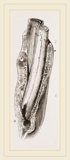 Tooth of Mylodon