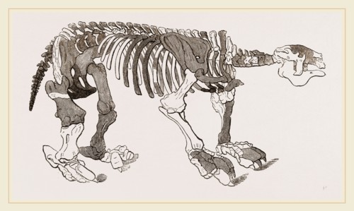 Skeleton of Megatherium