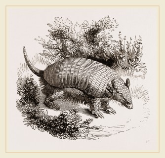 Armadillo