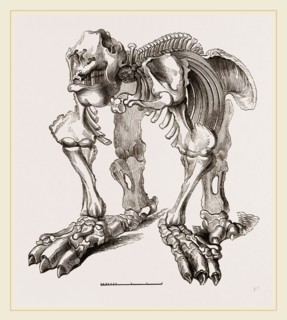 Skeleton of Megatherium