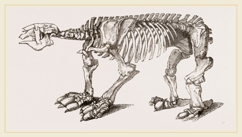 Skeleton of Megatherium