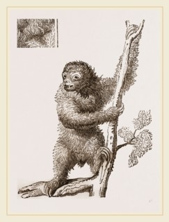 Sloth