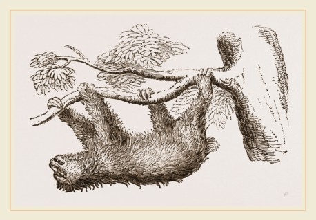 Sloth