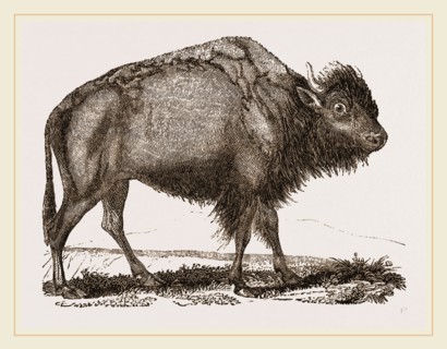 American Bison