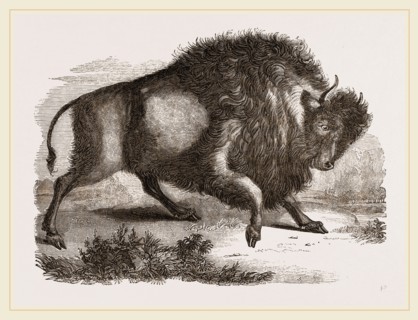 Amercan Bison
