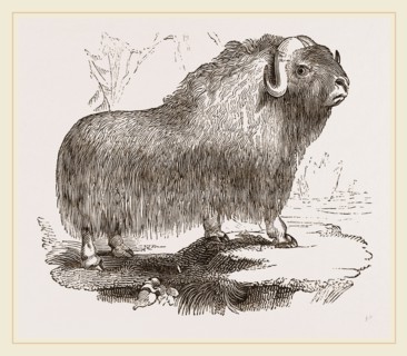 Musk-Ox