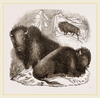 American Bisons