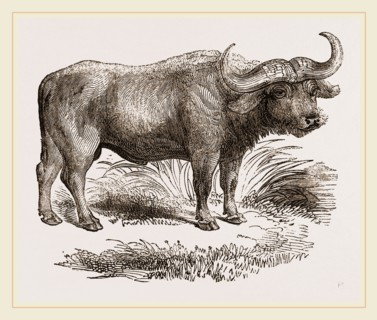 Cape Buffalo
