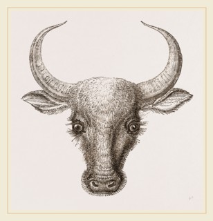 Head of Wild Gayal