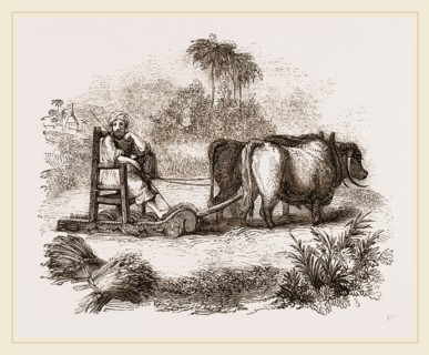 Oriental Threshing with the Sledge