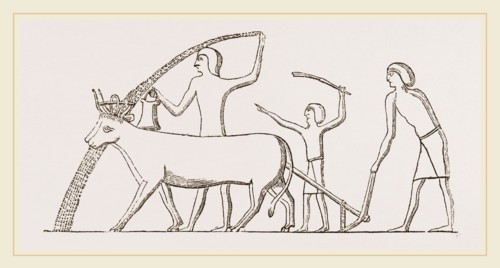Ancient Egyptian Ploughing, Egypt
