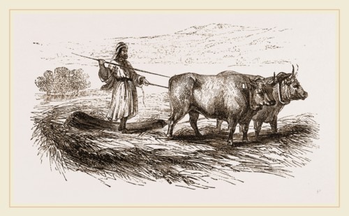 Oriental Threshing with the Drag