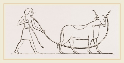 Ox caught in lasso Egyptian sculpture Egypt