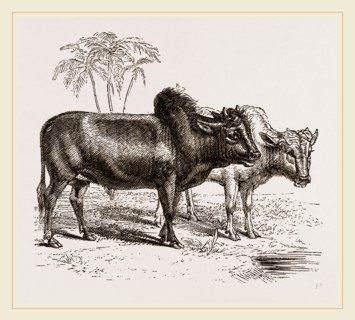 Zebus of the Zoological Gardens