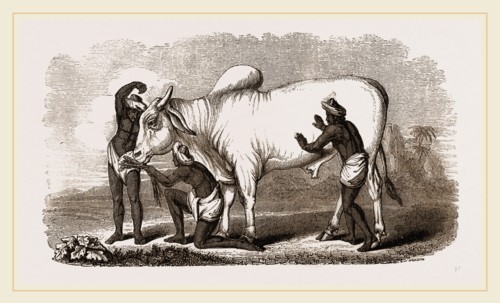Brahmin Zebu Bull
