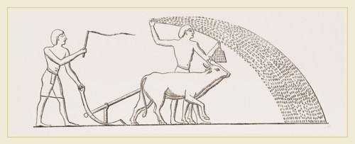 Ancient Egyptian Ploughing Egypt