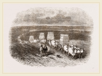 Bullock Caravan in Moldavia