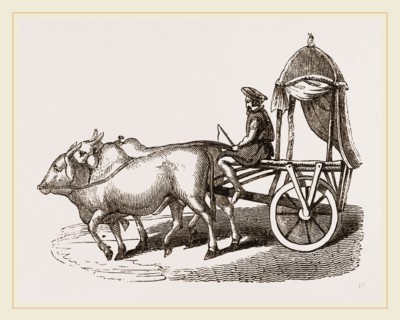 Zebus and Car