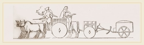 Oxen and Carts Egypt