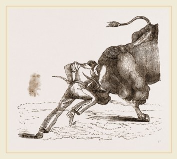 Bull fight