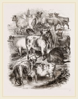 English Short-horned Cattle