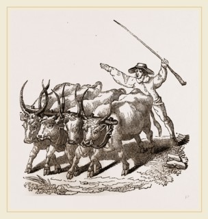Driving Wild Cattle