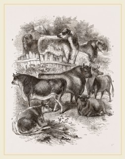 English domestic cattle UK