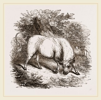Chillingham Bull UK