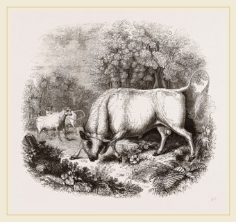 Wild White Cattle of Chillingham Park UK