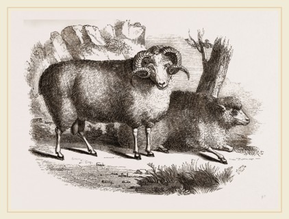 Merino sheep male and female
