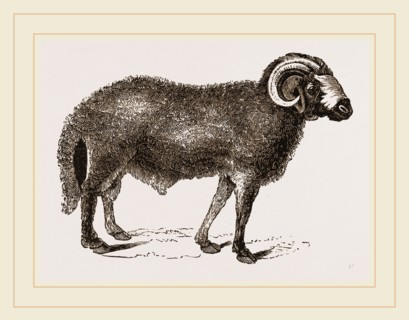 Fat-tailed Sheep of Syria