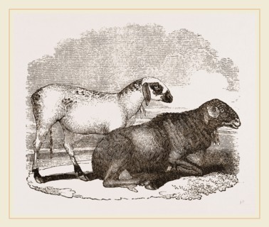 Guinea Sheep