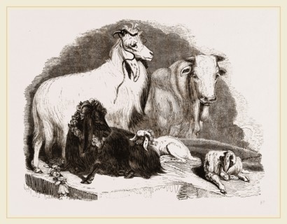 Long-eared Syrian Goats