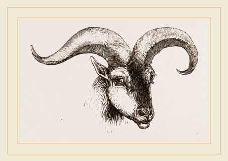 Head of Armenian Argali