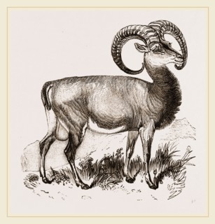Mouflon of Corsica