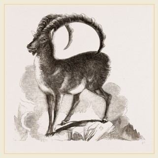 Ibex