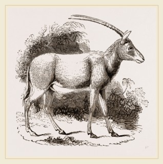 Abu Harb