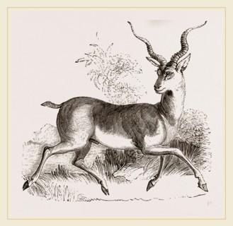 Indian Antelope