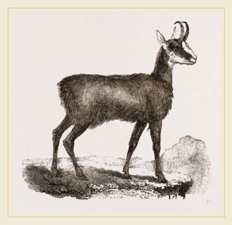 Chamois
