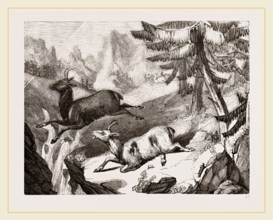 Hunting the Chamois