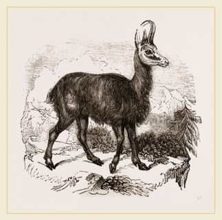 Chamois