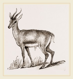 Ariel Gazelle