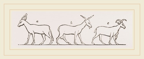 Animals from Egyptian sculptures